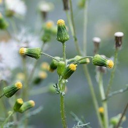 Senecio vulgaris (common ragwort)